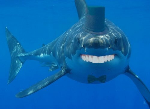 Shark
