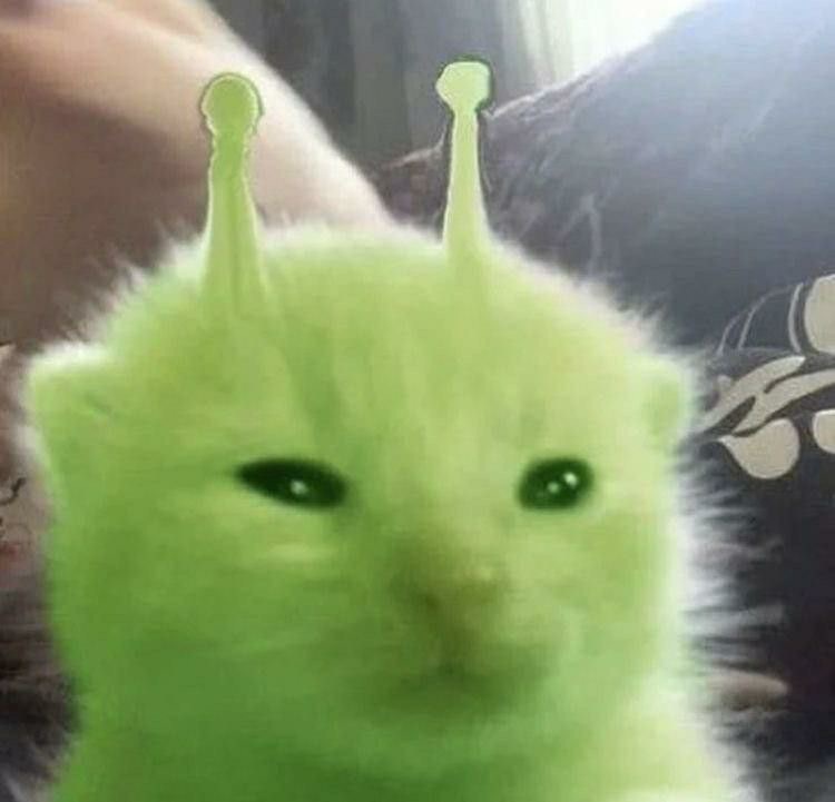 Bun bun