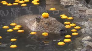Capybara