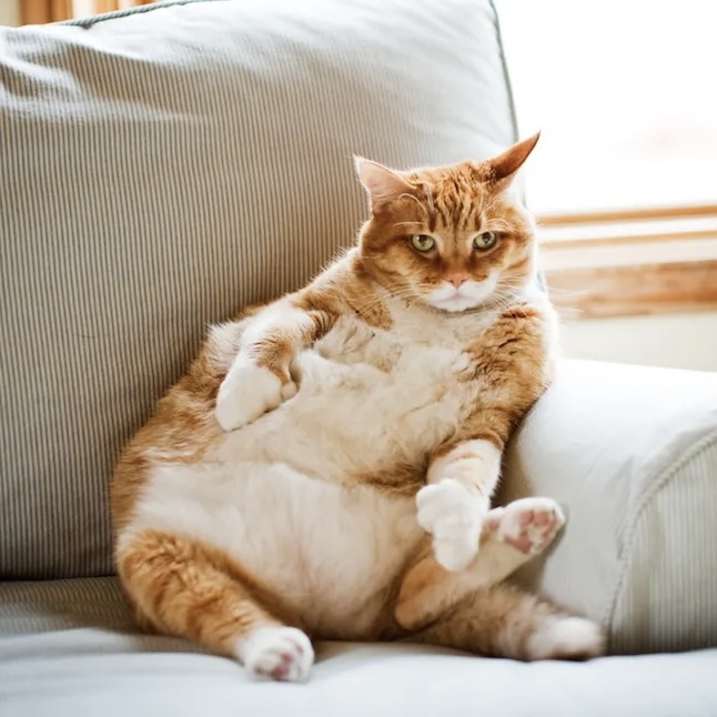 ProfessionalChonkster profile