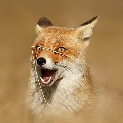 Frantic Fox