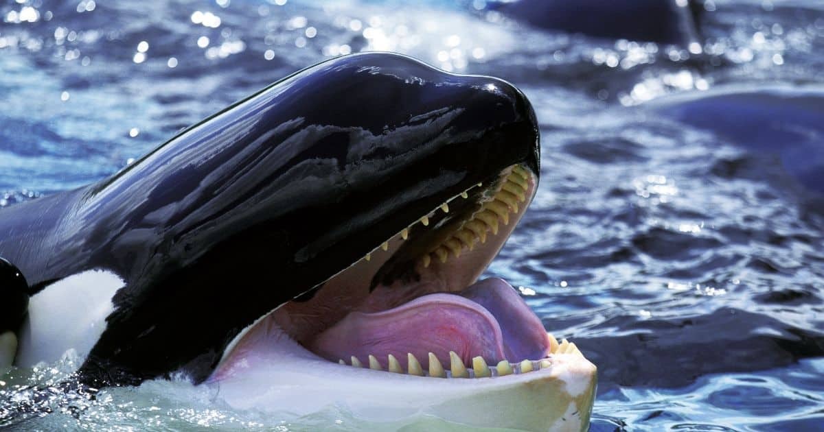 Orca