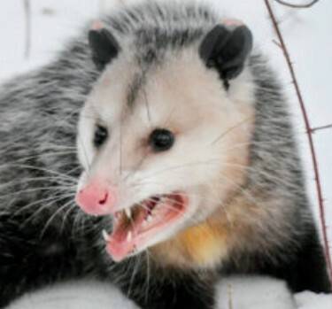 Shrebble
