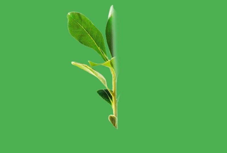 Half_plant profile