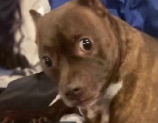 Folxcrash