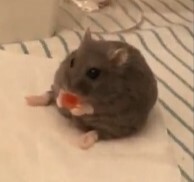 CuteTacco