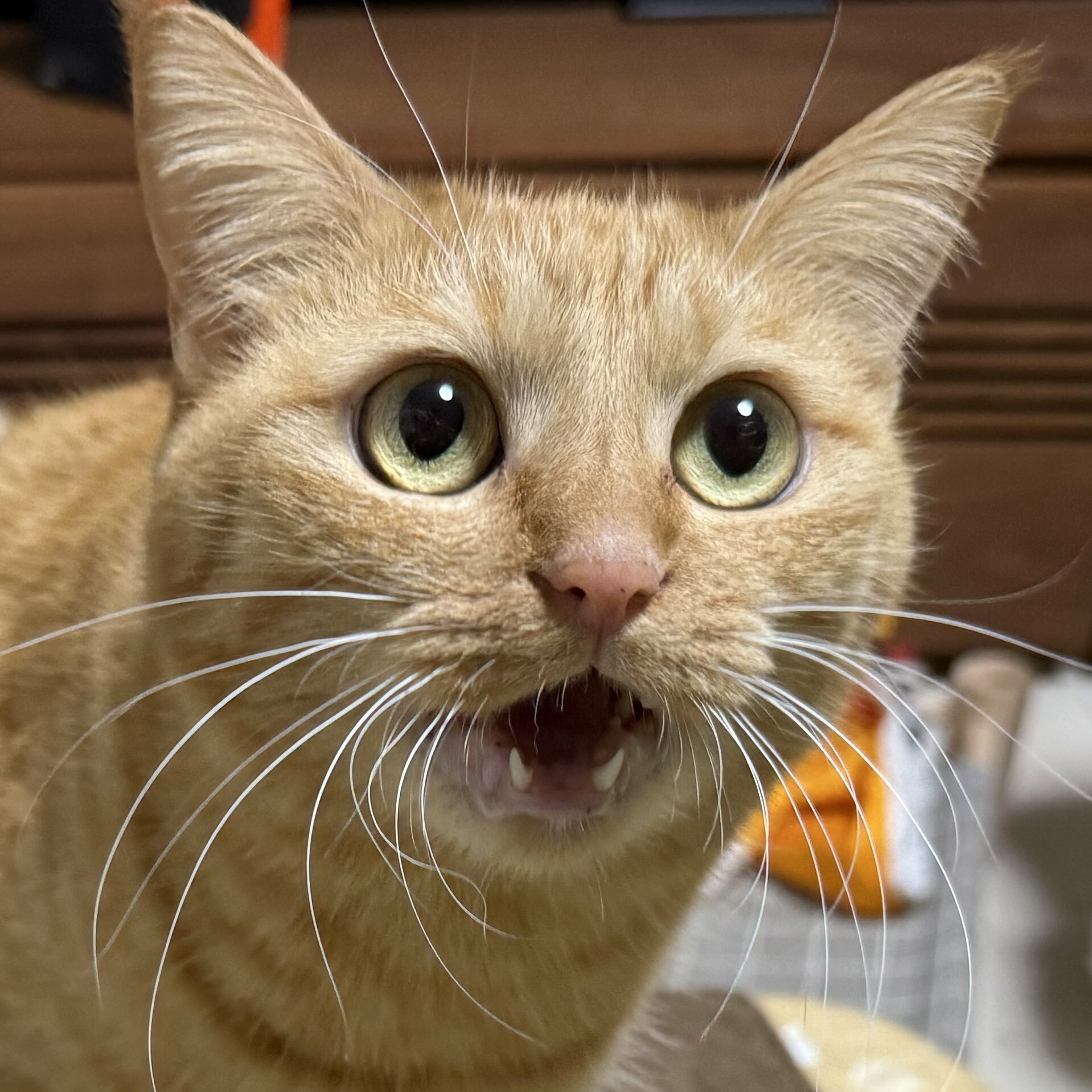 Suzuro