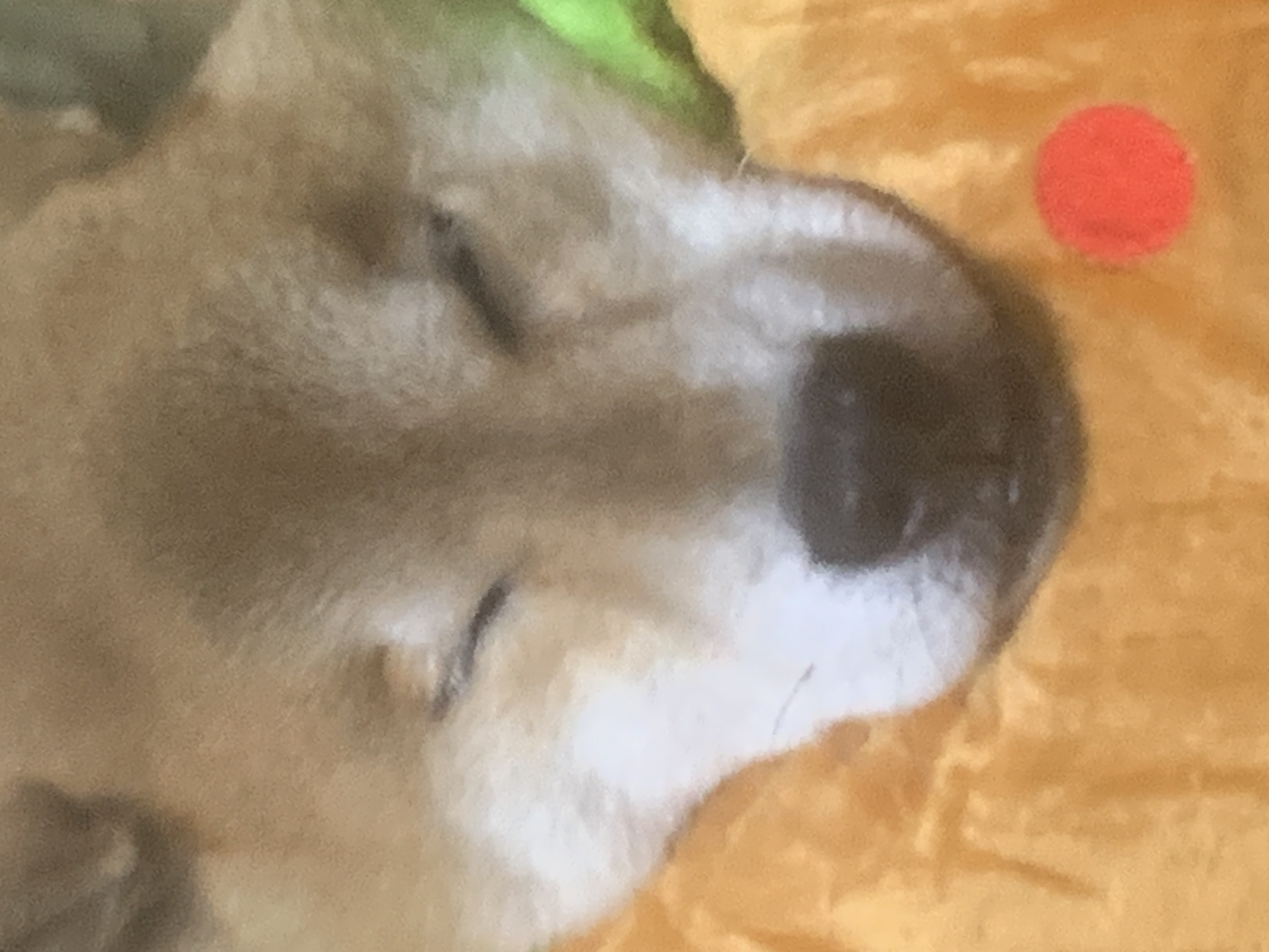 yoshio
