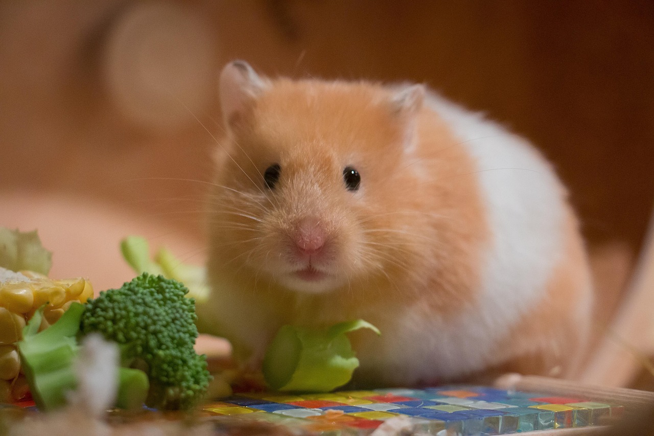 miso