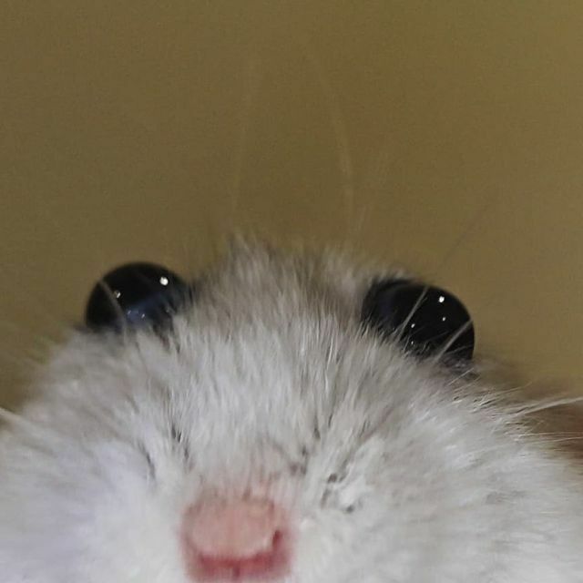 Noodz