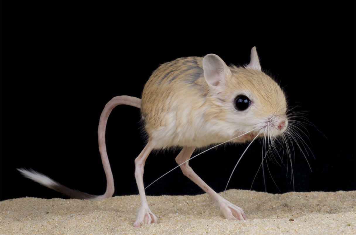 MightyJerboa