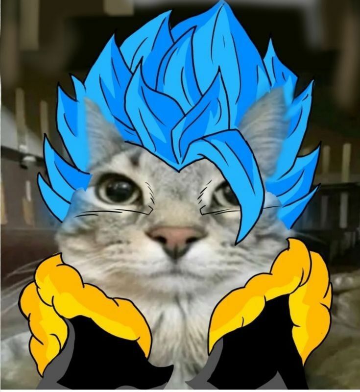 Tomaxeitor