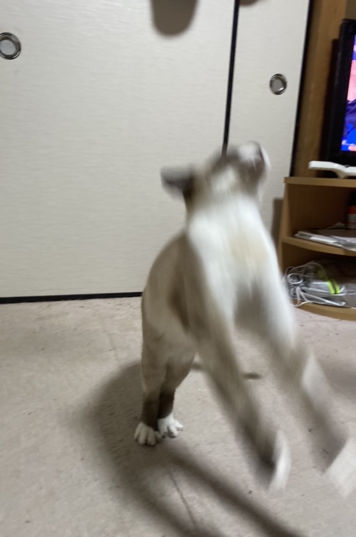 tora