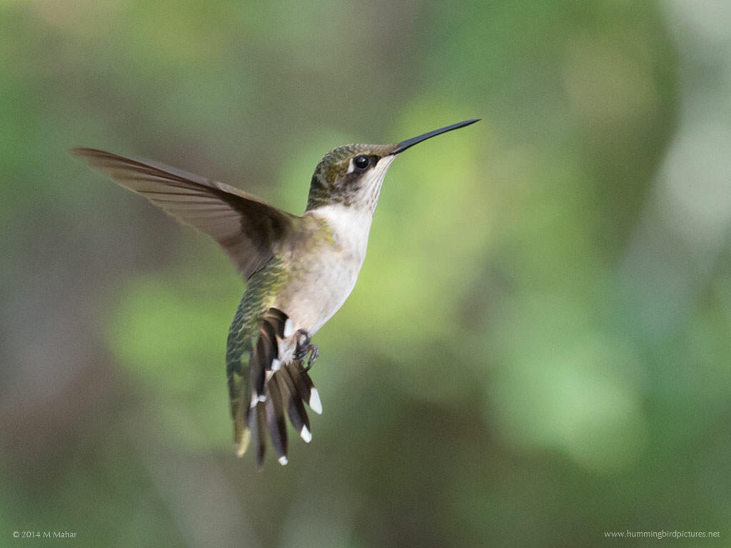 HummerBirb