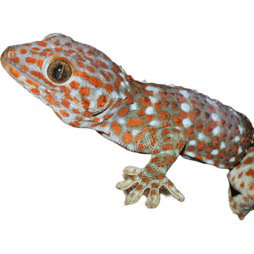 The Gekko Kamen
