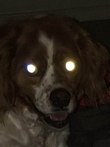 RouxZePsychoDog