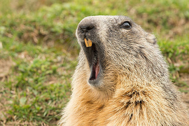 Marmotte