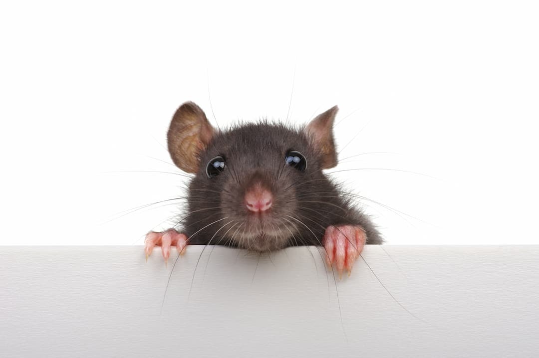 Rat #8