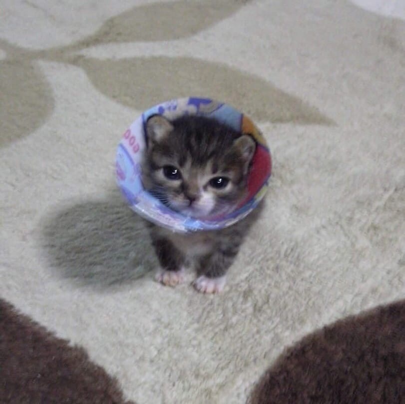 Kittyspet