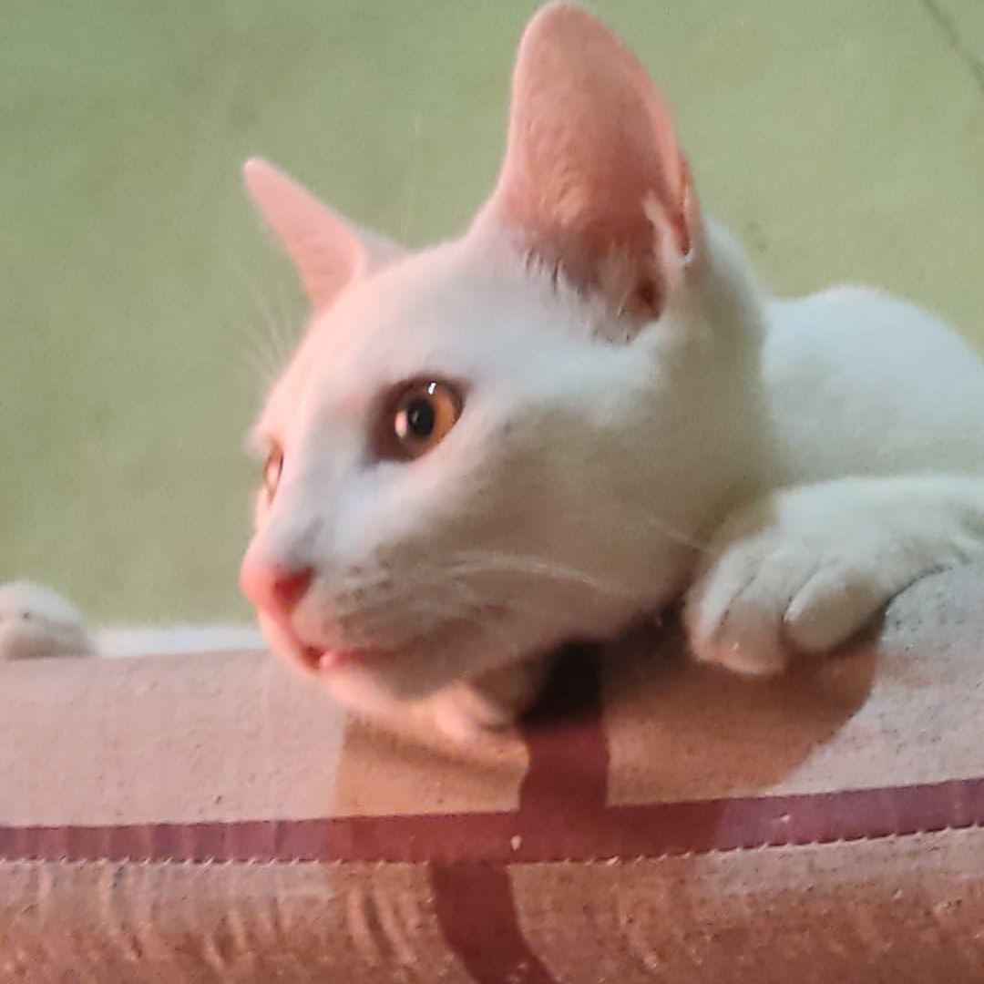 Zenzy