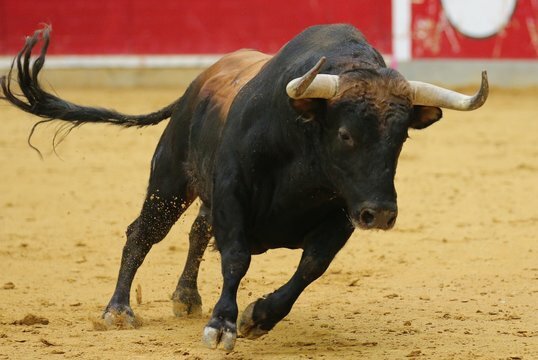 El-Toro