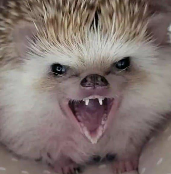 Furbens