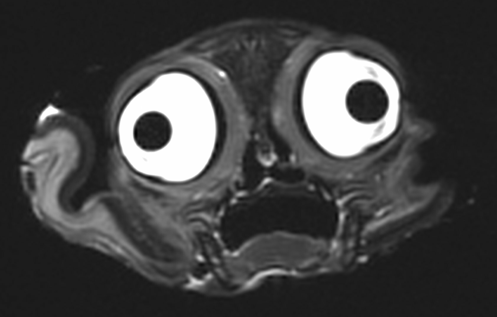 LupinTheTurd
