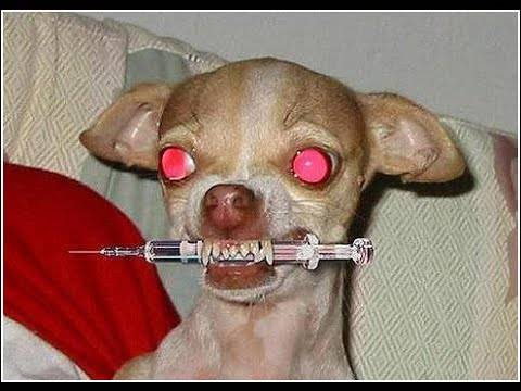 CRACKDOG