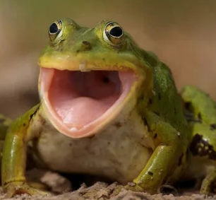 Sloppy_jalawpy