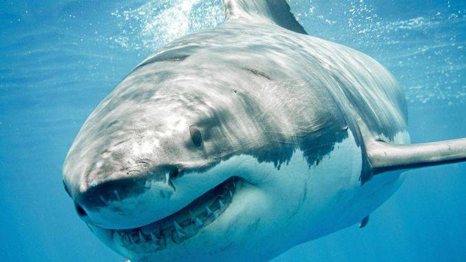 Razor Shark