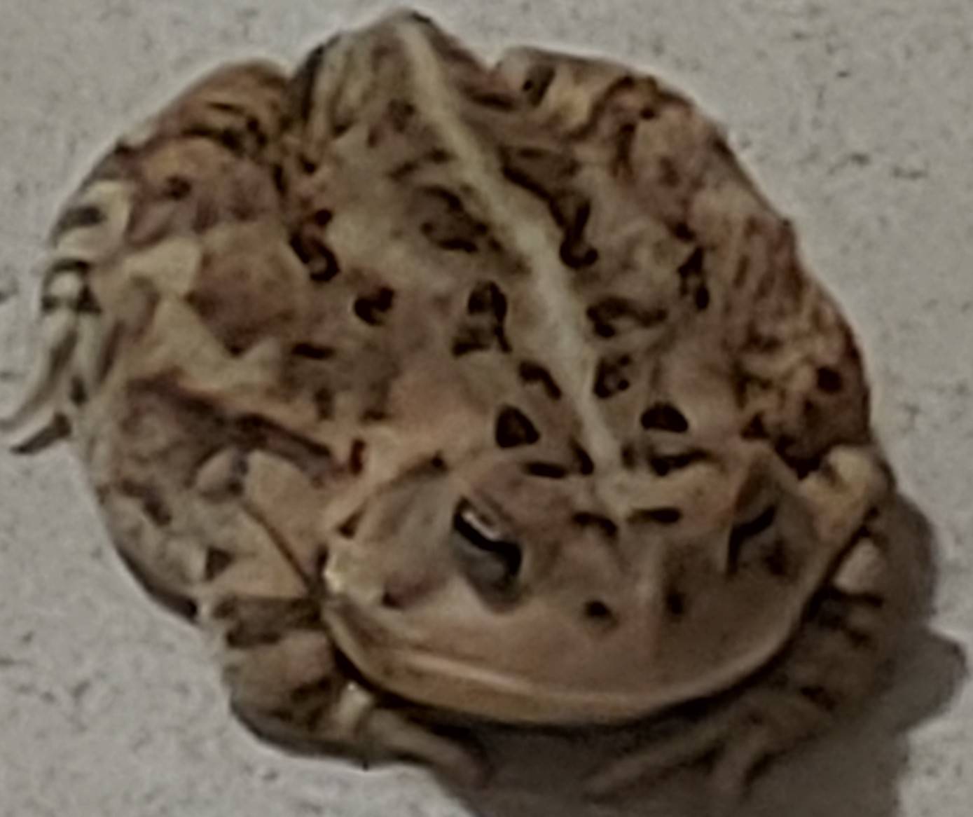 Scavenger