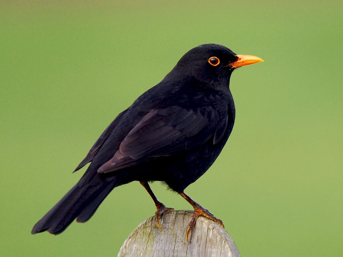 blackbirb