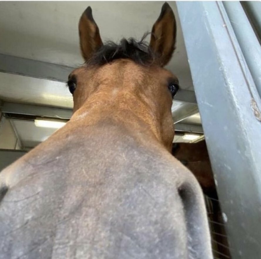 Year of the Stall1on