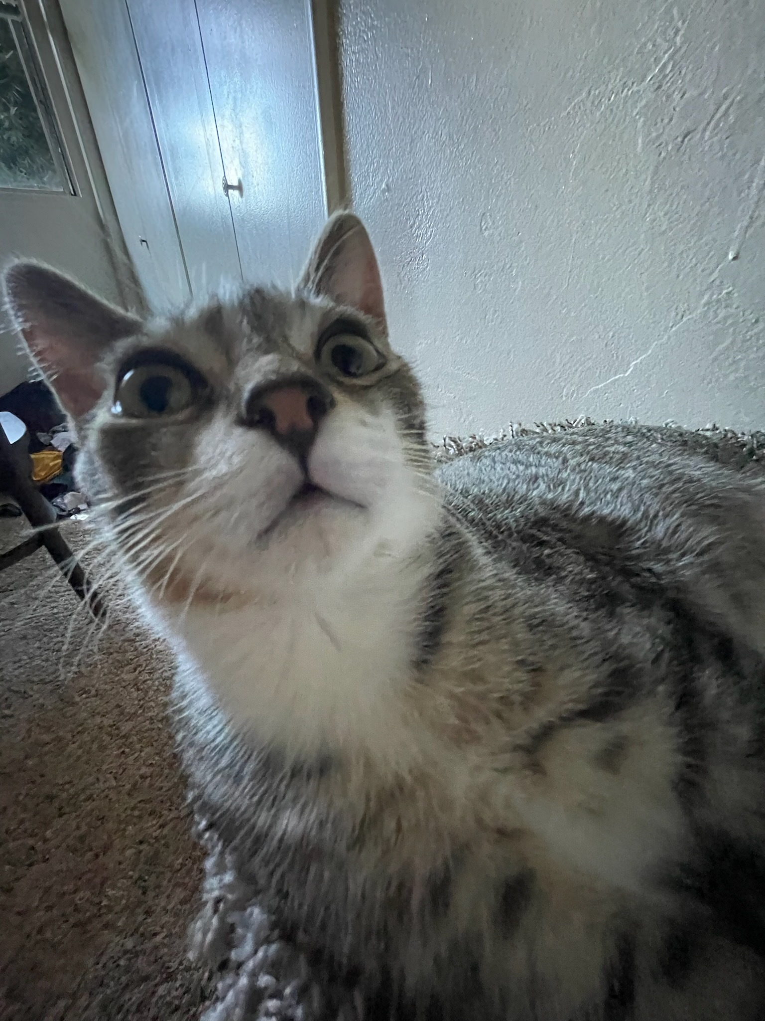 Chachi profile