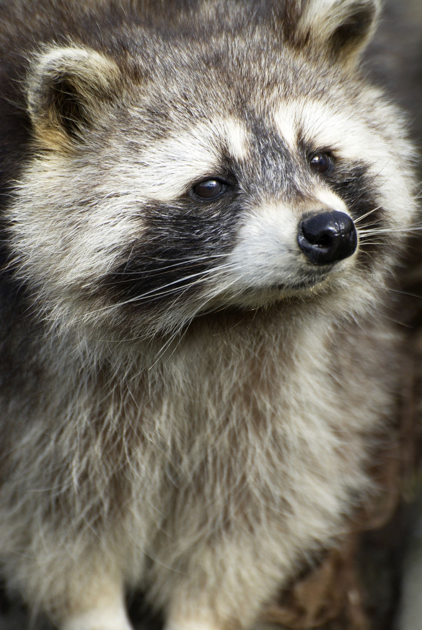 Sniks