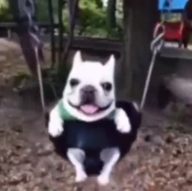 SpaghettiDog99