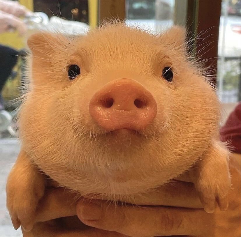 BoopBloop