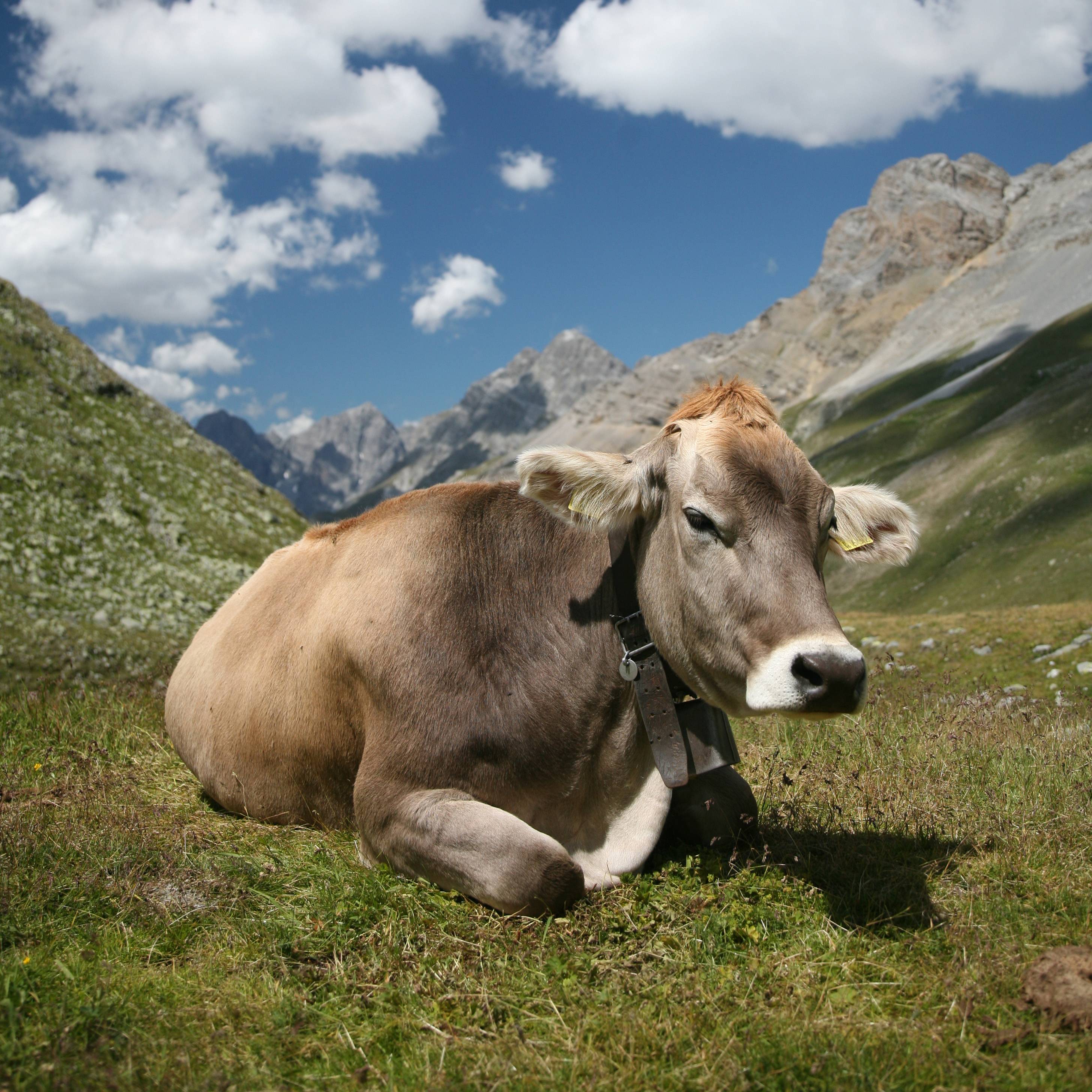 BEEF