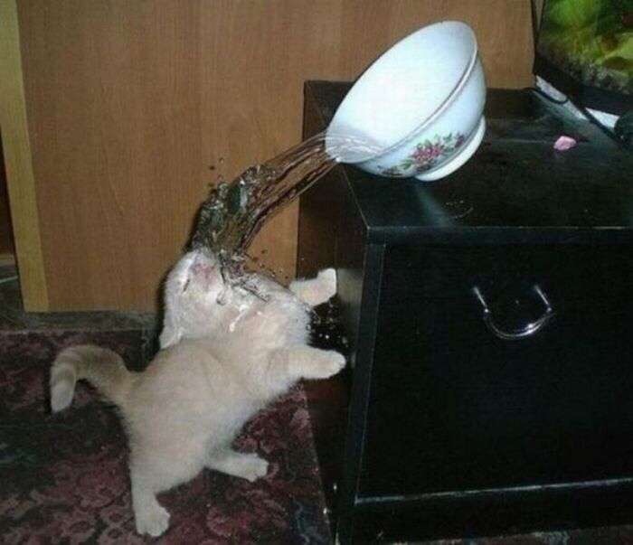 _lol