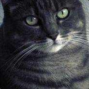 SilverTabby