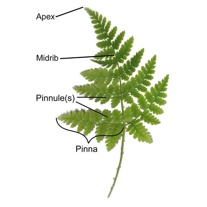GREATFERNMAN