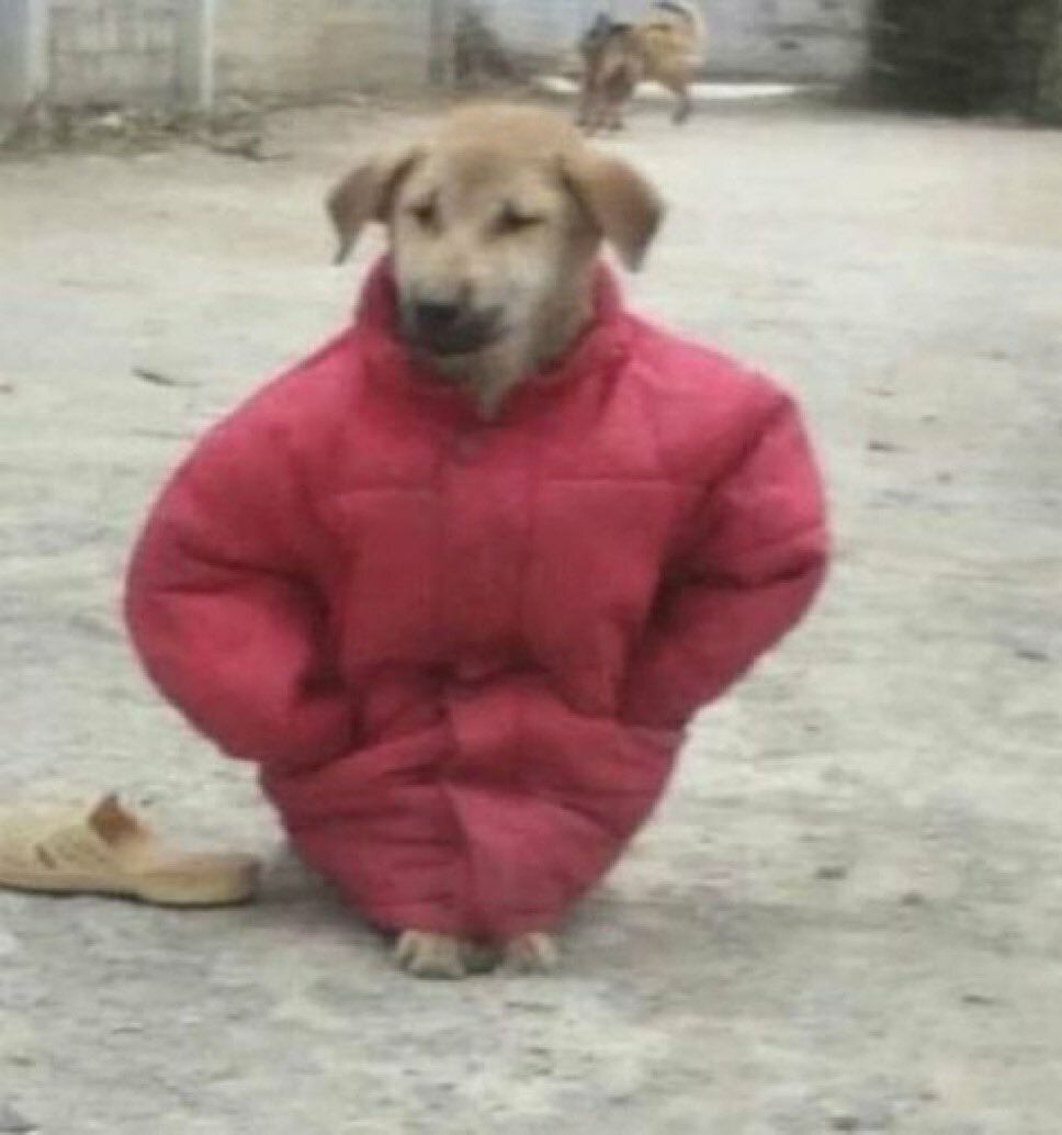 schnoz